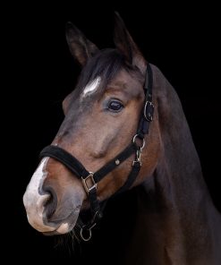 Licol St. Gallen noir