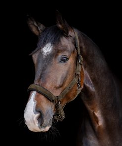 Licol St. Gallen kaki