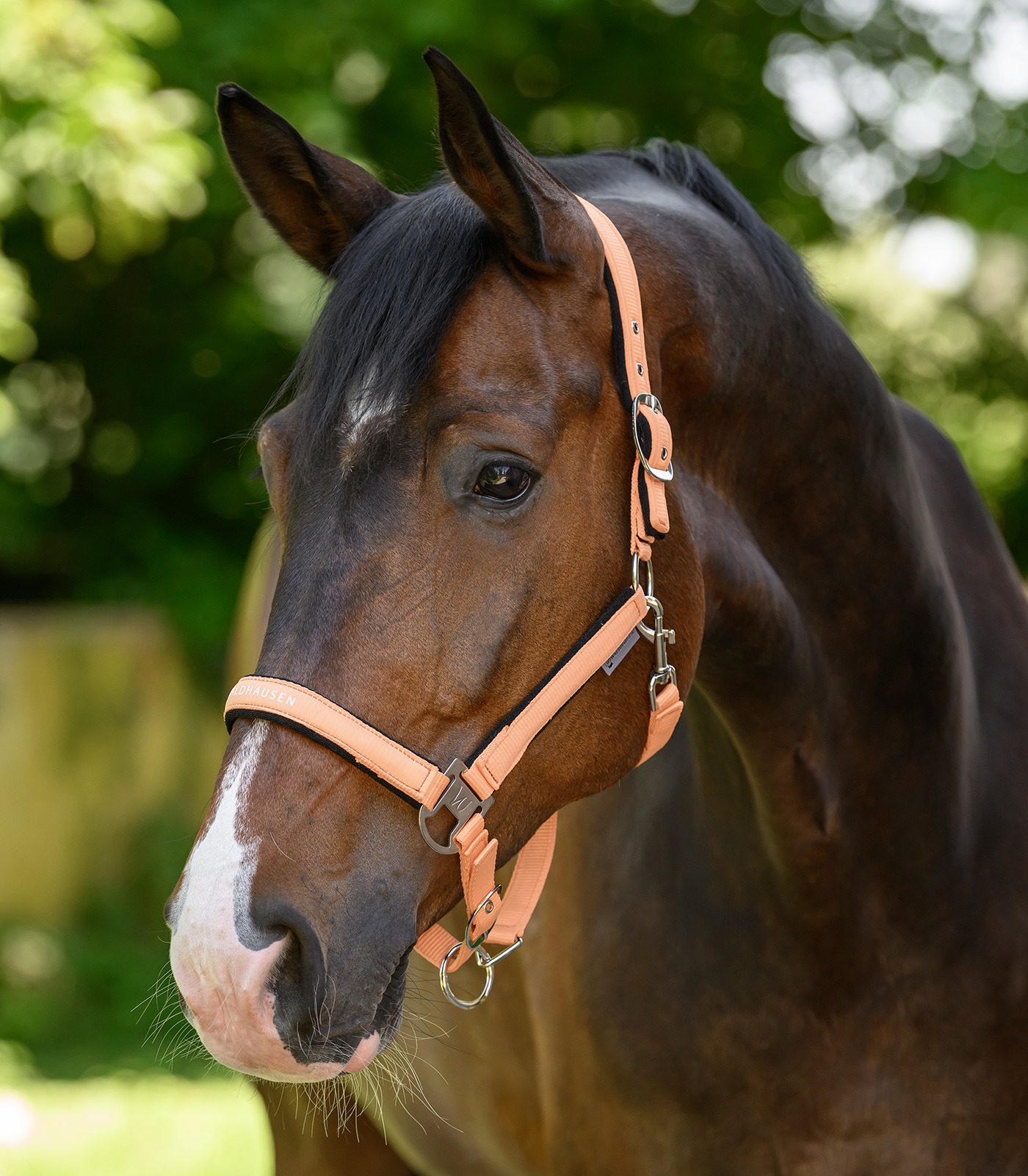 Licol Atheltic pêche