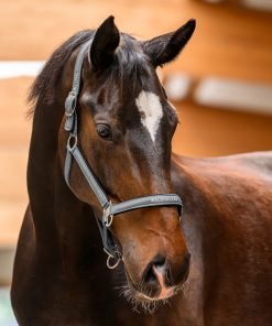 Licol Atheltic gris chrome