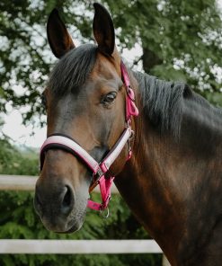 Alternative view of Licol EQUITHÈME - Glowy rose