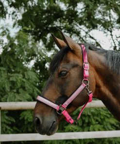 Licol EQUITHÈME - Glowy rose